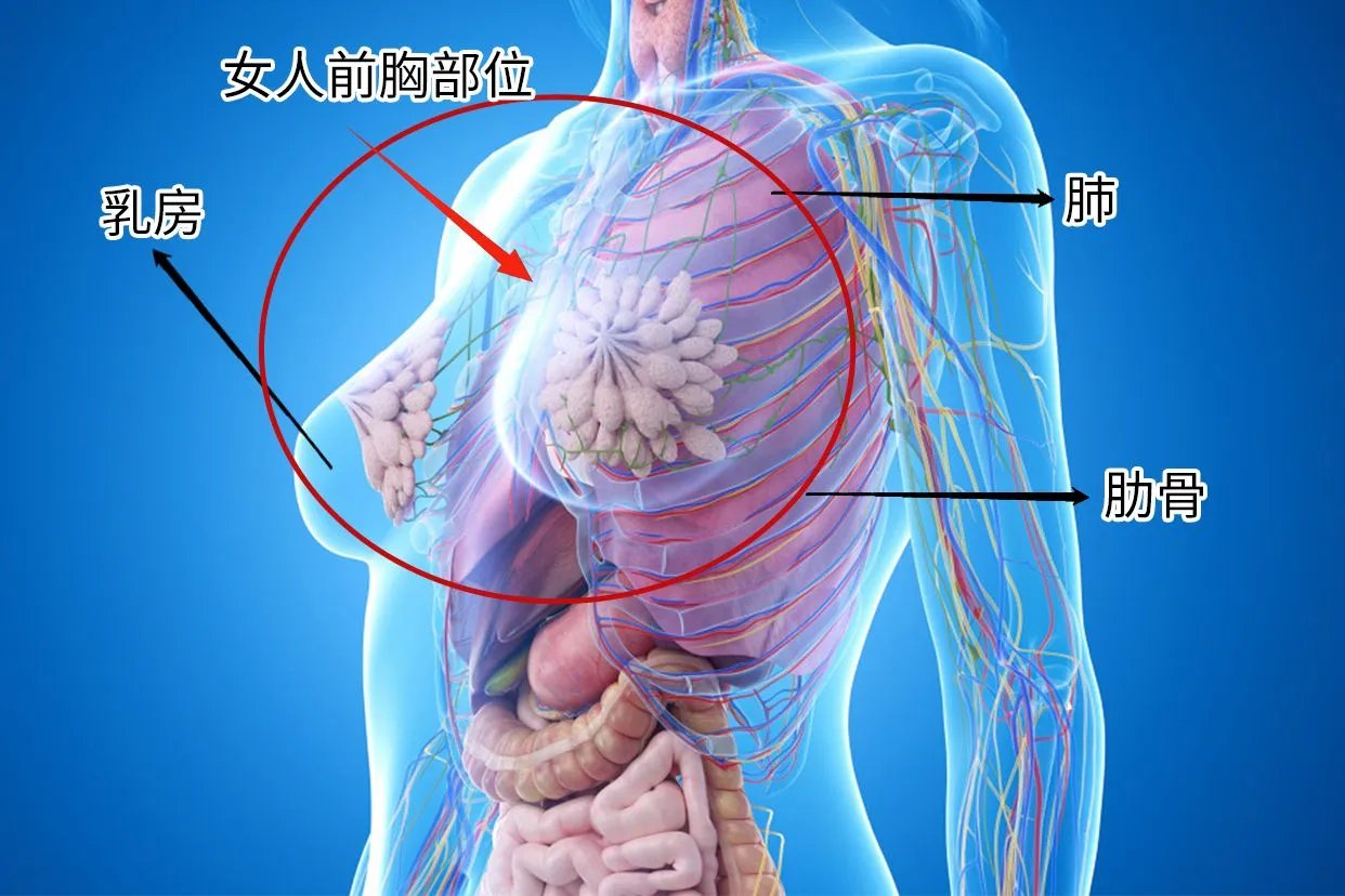 女人前胸各个部位图片