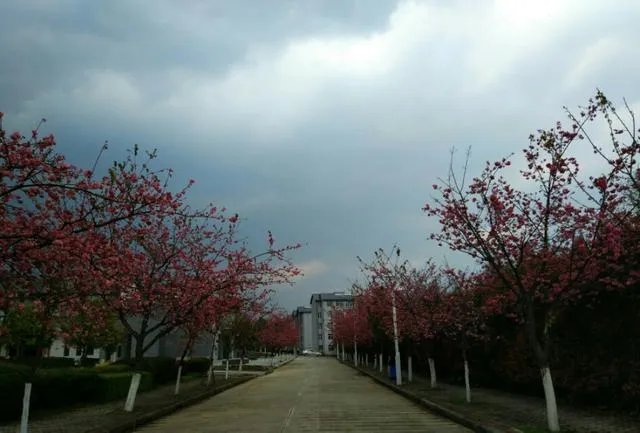 大理大学的樱花真的很多吗？好看吗？