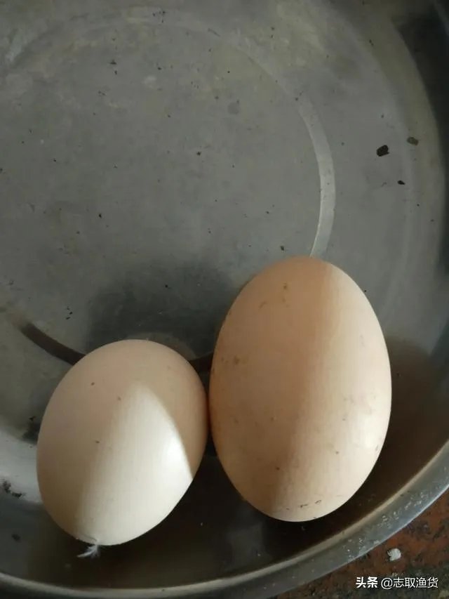 鸡为什么会下双黄蛋？