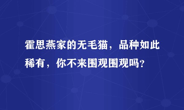 霍思燕家的无毛猫，品种如此稀有，你不来围观围观吗？
