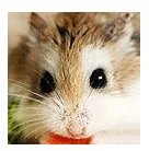 仓鼠品种简介和图片