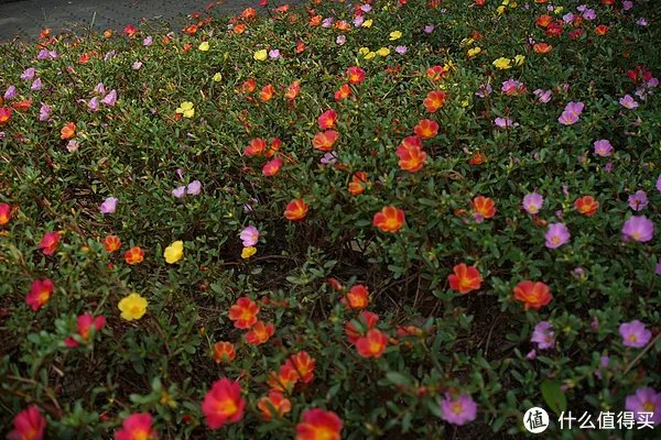 美能达镜头推荐