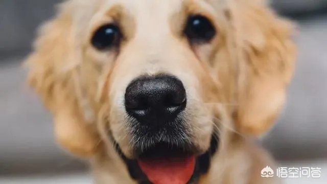 现存的狗狗有450多种，常见的有哪些呢？