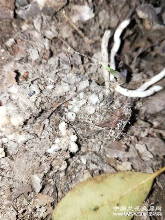 怎样才能找到兰花龙蛋？