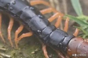 人工养殖蜈蚣的方法?