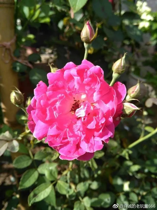 青岛现老年人健身暴走团，大爷大妈专走马路中间。你怎么看？