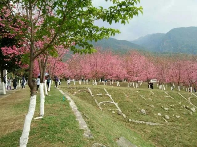 大理大学的樱花真的很多吗？好看吗？