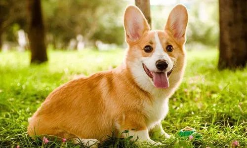 女子花2千为去世爱犬办告别仪式，感情能否用金钱衡量？