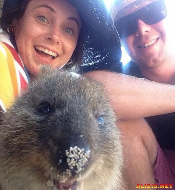 最佳抢镜大师！澳大利亚最新流行和短尾矮袋鼠自拍