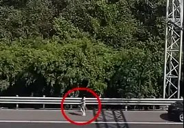 宠物狗晕车女子高速上下车遛狗！女子这么做有什么安全隐患？