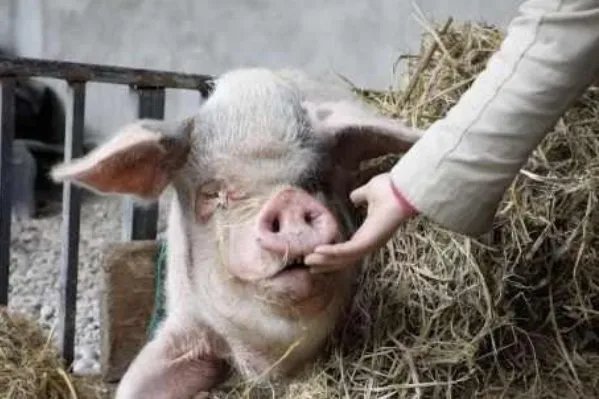 14岁“猪坚强”已瘦骨嶙峋无法站立,猪坚强身体到底怎样了?