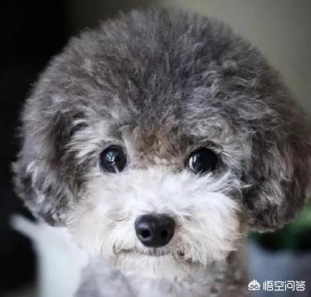 现存的狗狗有450多种，常见的有哪些呢？