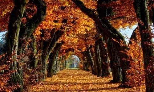 关于秋天的歌曲有哪些