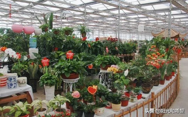 花卉批发一般去哪里呢？