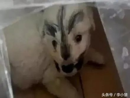 网友网购了一只哈士奇,结果打开一看是土狗,这货脑门儿上的“火”亮了,你怎么看?