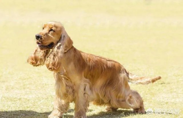 现存的狗狗有450多种，常见的有哪些呢？