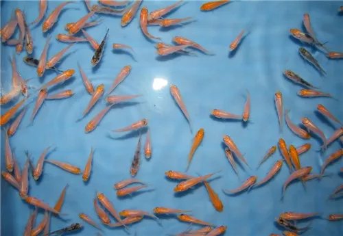 鱼苗吃什么 鱼苗有哪些养殖技术