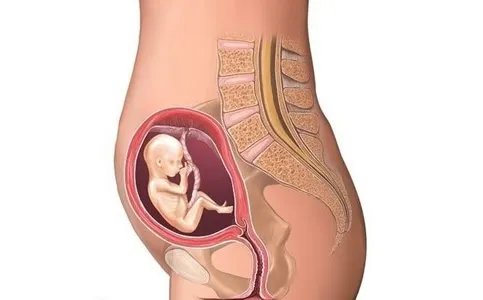 怀孕1一9月肚子变化图过程