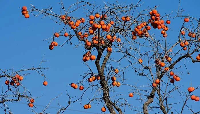 柿子树怎么修剪 柿子树的修剪方法