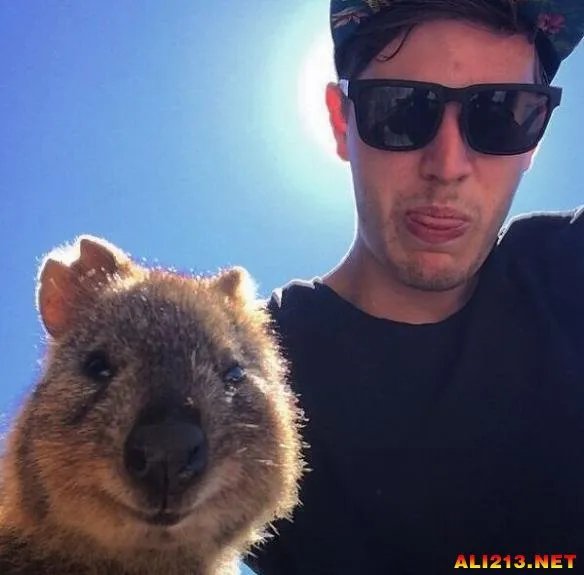 最佳抢镜大师！澳大利亚最新流行和短尾矮袋鼠自拍