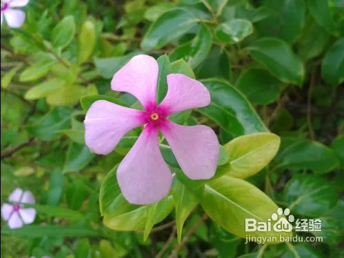 三星s7562怎么样