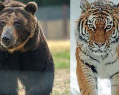 小兴安岭首次找到东北虎吃熊证据，具体是什么？