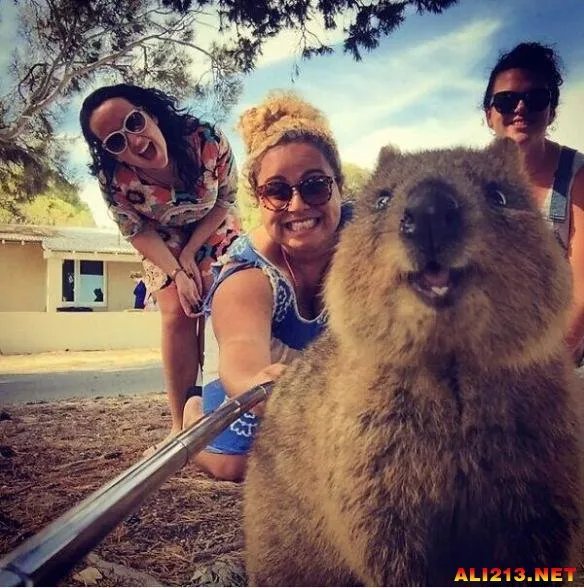 最佳抢镜大师！澳大利亚最新流行和短尾矮袋鼠自拍