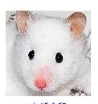 仓鼠品种简介和图片