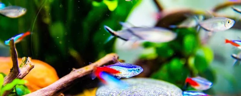 养鱼氧气泵十大品牌排行榜 养鱼氧气泵哪个品牌好