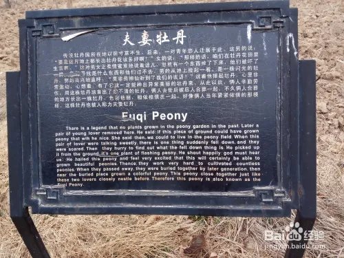 游玩菏泽牡丹园攻略（近期）