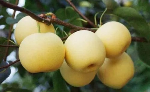 河南洛阳有哪些特产_河南洛阳十大特产推荐