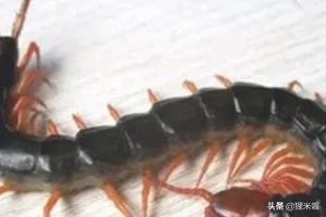人工养殖蜈蚣的方法?