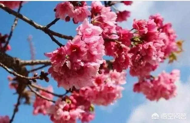 大理大学的樱花真的很多吗？好看吗？