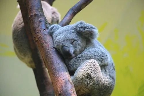 考拉在澳洲大火后会濒临灭绝吗？