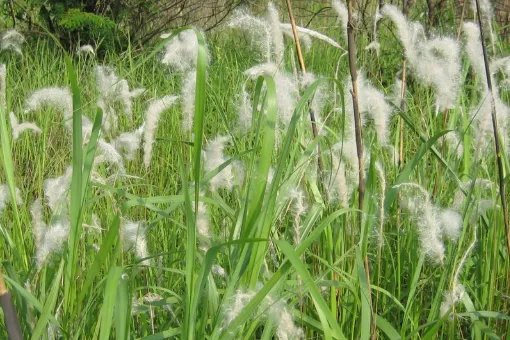 疾风知劲草,板荡识诚臣的意思是什么？