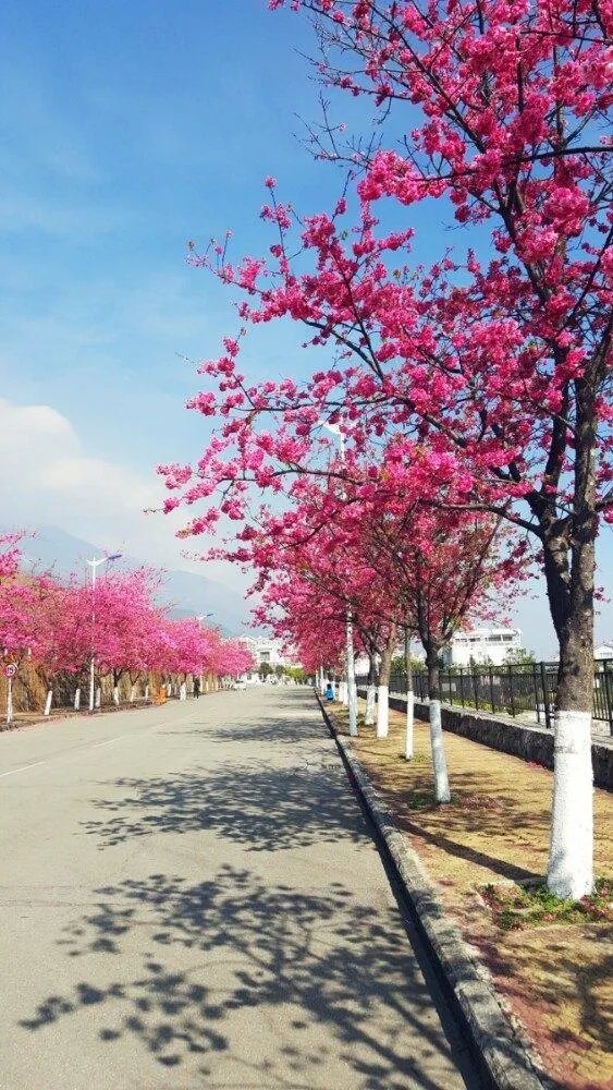 大理大学的樱花真的很多吗？好看吗？