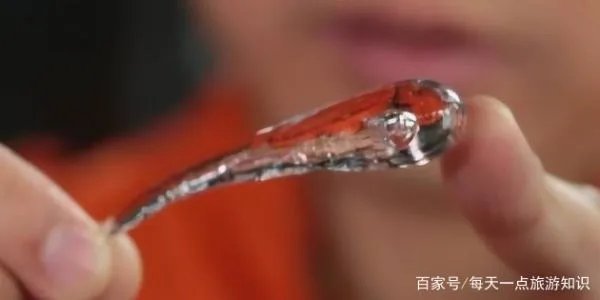 鲁珀特之泪为什么自相矛盾呢?