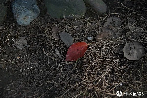 美能达镜头推荐