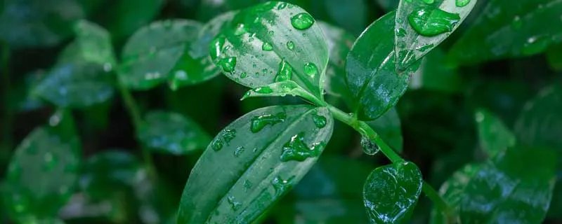 部首相同表示植物的词