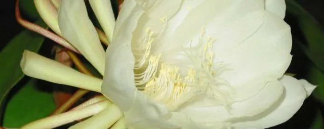 昙花的功效和吃法大全 昙花的作用与功效