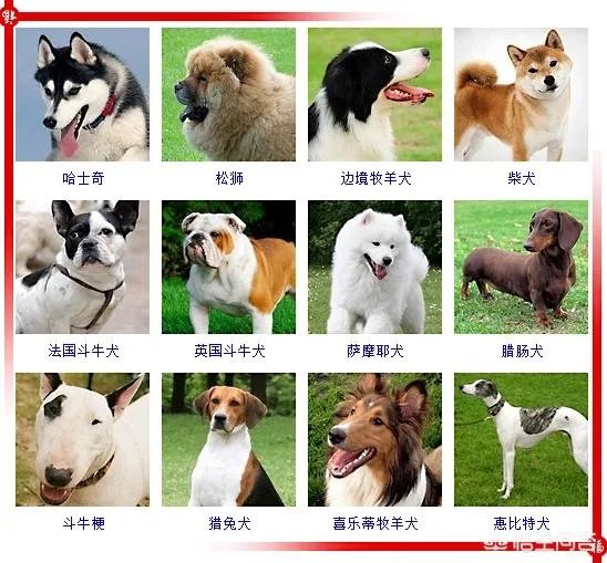 现存的狗狗有450多种，常见的有哪些呢？