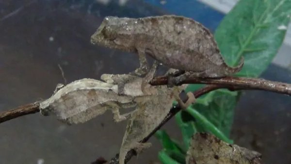 台湾变色龙的播出时间