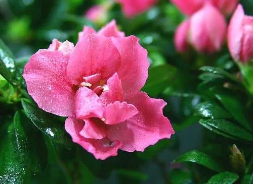 小学一年级拼音辅导有什么方法？