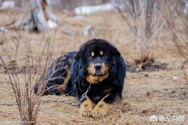 一獒战三虎，藏獒真的敢和森林之王老虎打架吗？