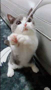 神似梅西男子被民众围堵合影 都想要甜头的动态图