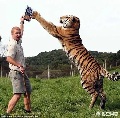 一獒战三虎，藏獒真的敢和森林之王老虎打架吗？