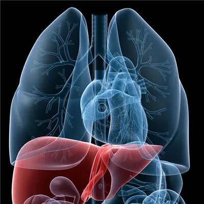 肝脏代谢不好的症状