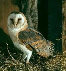 猴面鹰吃什么？？