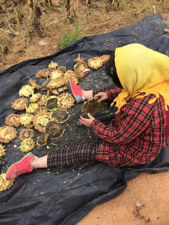 葫芦岛的东戴河和北戴河有啥关系吗？