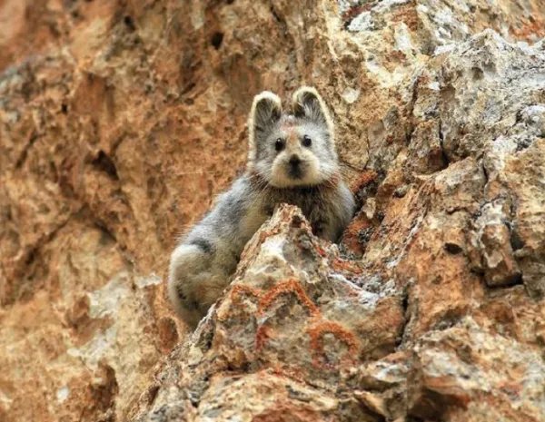 世界濒危物种伊犁鼠兔现身天山，环境如何影响动物生存？